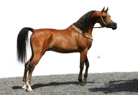 Another arabian - horses