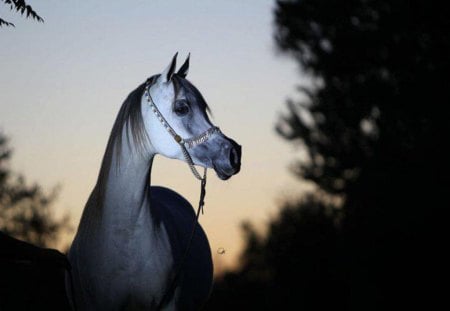 Beautiful Arabian!