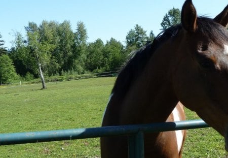 Diablo at the Gate - summer, horse, pasture, spring, ranch, country, gate, farm, field, equestrian