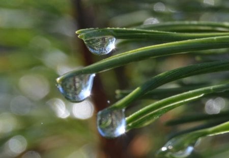 Waterdrops - flowers, forests, water, nature, green, drops, grass