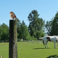 Horses in Pasture