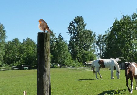 Horses in Pasture - robin, trees, birds, summer, spring, pasture, fence, horses, ranch, ride, country, farm, sky