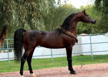 Amazing arabian ! - horses