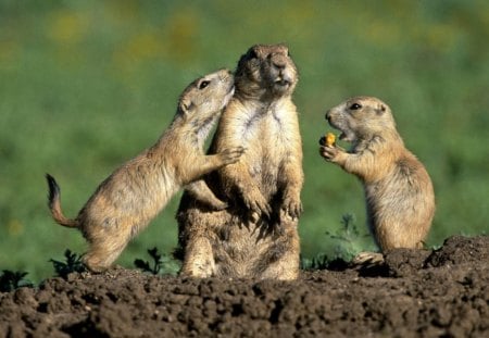 FAMILIA  DE  ESQUILOS - fauna, esquilos, animal, familia, natureza