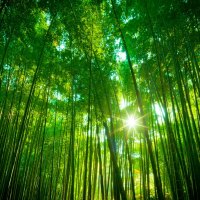 Bamboo Forest