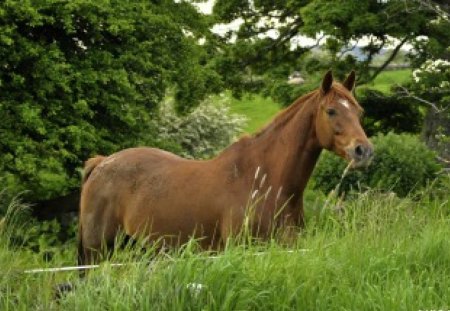 chestnut - grazing, summer, scrub, chestnut, grass, horse, tree, green, plants