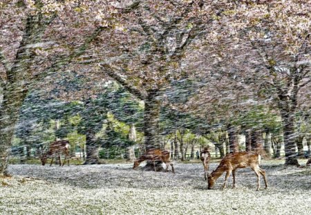 CERVOS  NA  NEVE - neve, cervos, fauna, animal, natureza