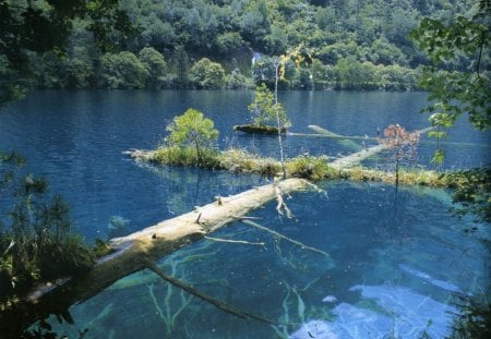 Falling Tree - trunk, water, blue, forest, daylight, mountain, tree, nature, lake, day