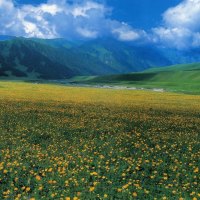 Field of Yellow Flowers