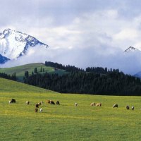 Field of Cows