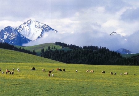 Field of Cows - sky, mountain, trees, animals, daylight, day, field, nature, cows, forest, clouds, snow, green, grass