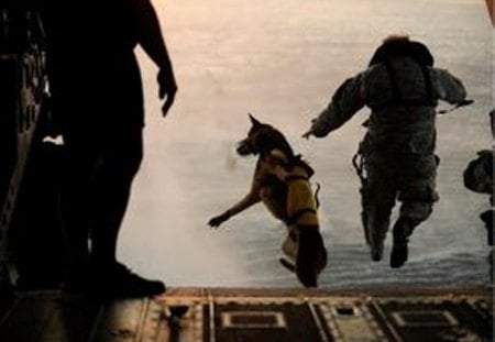 Time to Jump Rex - marines, usmc, dogs, recon