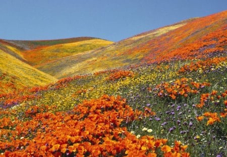 Orange Poppies - sky, flowers, field, hills, orange, yellow, nature