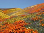 Orange Poppies