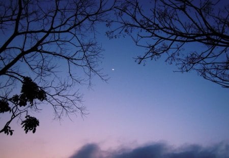 Night Sky - moon, liuchia, branch, blue, beautiful, alch, cloud