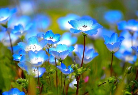 Wild flowers - field, blue, flower, spring