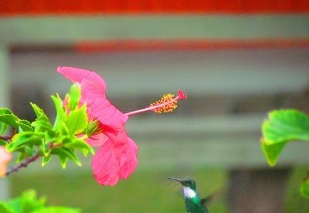 Hummingbird - fly, hummingbird, animals, beautiful, birds