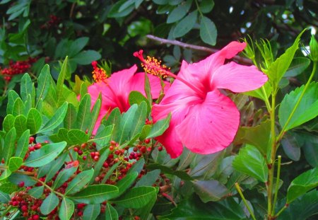 Pink Flower - nature, pink flower, flower, beautiful