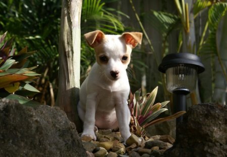 Little Jo - puppy, baby animal, cute, puppies