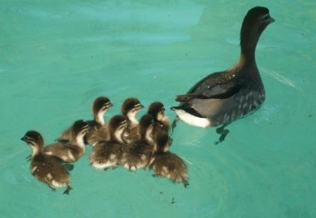 Mummy and Baby Ducklings - nature, water, cute, birds