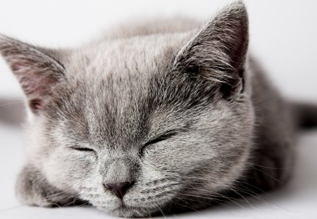 Cat sleeping