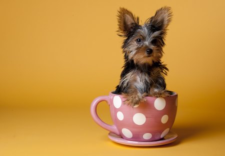 Cute yorkshire terrier in a cup - puppy, dog, animal, yorkshire terrier, cute, cup