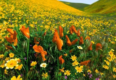 Valley Of Flowers. - a, of, many, beautiful