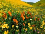 Valley Of Flowers.