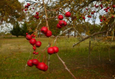 Winter delights for small birds - trees, forest, green, gardens, birds, fruit, foliage