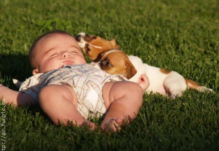 A BOY AND HIS PALS - cute, puppies, baby, asleep