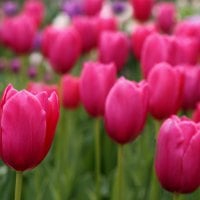 Tulips