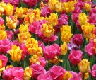 Colorful field of tulips