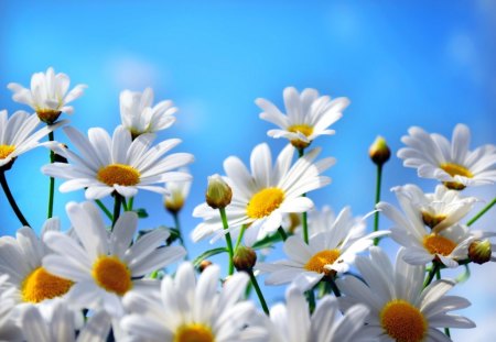 Pretty camomile - pretty, blue, beautiful, lovely, bouquet, flowers, daisies, fresh, camomile, nature, nice