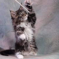 Playing kitty