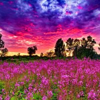 Meadow at sunset