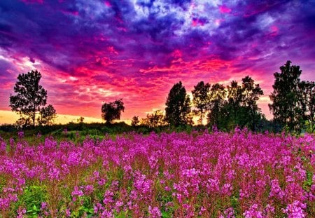 Meadow at sunset - sky, trees, sundown, colorful, field, meadow, sunset, clouds, fresh, summer, nature, floral, pink, beautiful, colors, flowers, sunrise