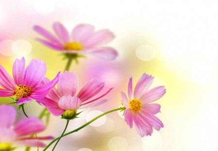 Delicate pink flowers - delicate, pretty, pink, soft, beautiful, flowers, nice, lovely, nature, colors