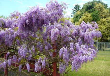 Beautival Mauve - nature, beauty, colour, flowers