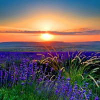 Field at sunrise