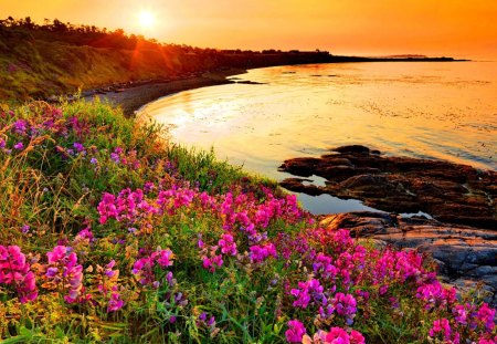 Sea sunrise - horizon, summer, beach, grass, meadow, sunrise, light, pink, flowers, shore, view, field, sun, beautiful, morning, glow, nature, sunset, waves, shine