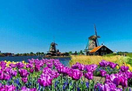 Beautiful Holland - sky, tulips, countryside, colorful, field, meadow, purple, pretty, holland, sunny, mills, summer, lovely, nature, beautiful, blue, flowers, europe