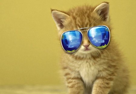 Cool Kittie Cat