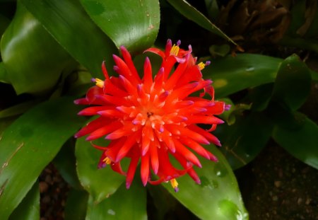 Colourful Bromiliad - nature, flowers, colours, raindrops