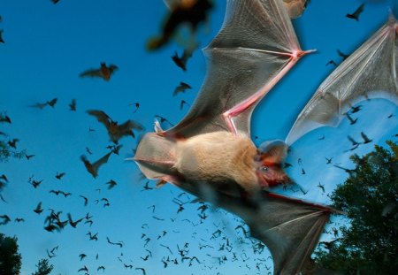 Bats - rodents, animals, people, other, entertainment