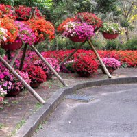 Beautiful potted flowers