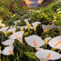 Beauty at the feet of the mountain