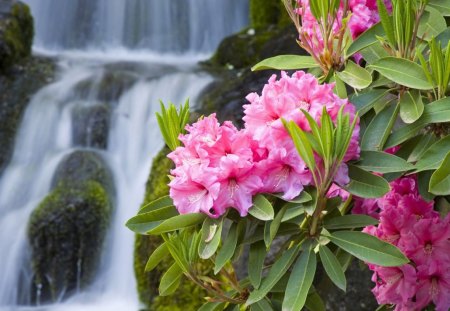 Beauty of nature - blossoms, waterfalls, beautiful, falls, lovely, petals, flowers, bloom, nature, soft, plants, tender