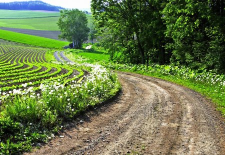 Road to the Farm - trees, road, forest, flower, daylight, nature, dirt, field, day, sky