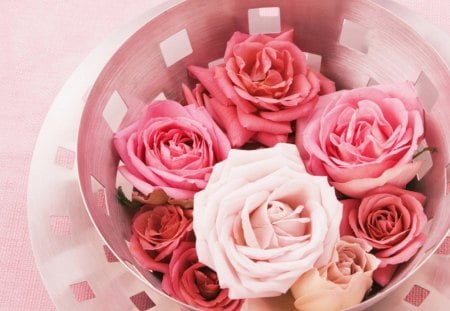 Bowl od roses - blossoms, beautiful, lovely, petals, flowers, bloom, nature, bowl, soft, plants, tender