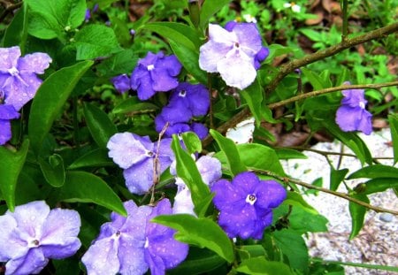 Pretty flowers - fresh, purple, pretty, rain drops, flowers